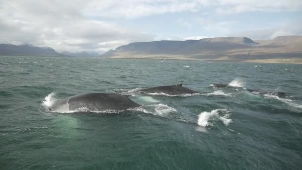 Humpback Whales Diving Slow Motion Iceland View Boat — Stock Video
