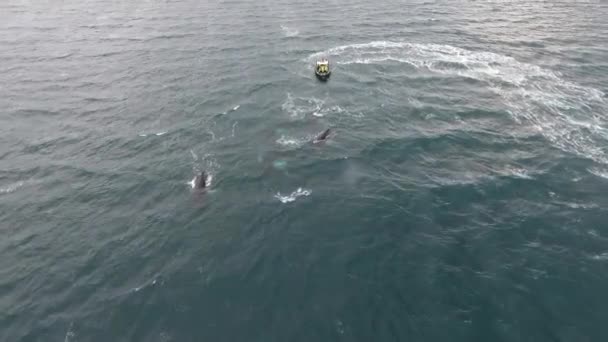 Bultrug Walvissen Van Een Drone Zicht Vanuit Lucht Met Boottochten — Stockvideo