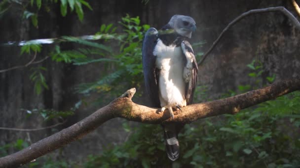 Harpyieadler Auf Einem Zweig Französischen Guiana Zoo Tagsüber — Stockvideo