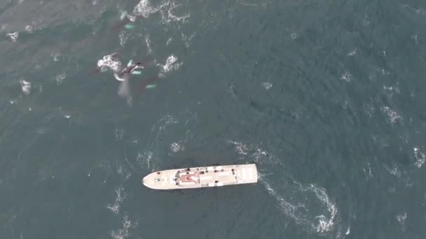 Knölvalar Från Vertikal Ovanifrån Med Båttur Island — Stockvideo