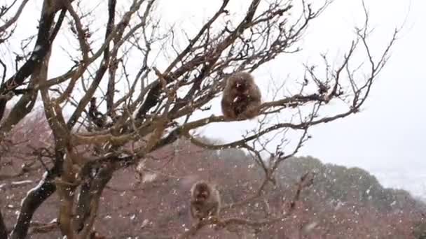 Japanska Makaker Vid Arashiyama Appark Iwatayama Kyoto Vintern — Stockvideo