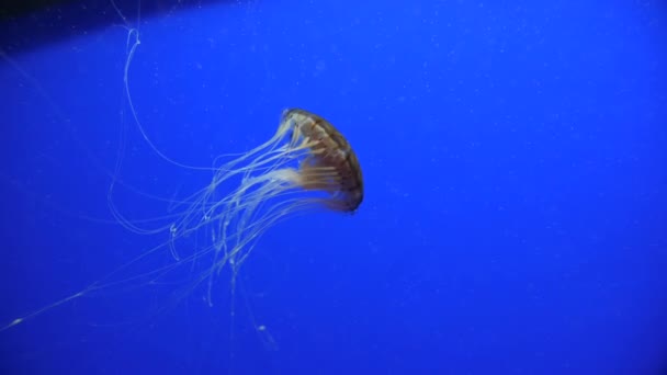 茶色の縞模様のクラゲが横に泳いでいます青の背景スローモーション透明触手 — ストック動画