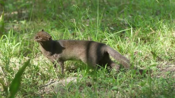 Jaguarundi Herpailurus Yagouaroundi Eating Grass French Guiana Zoo — Stock Video