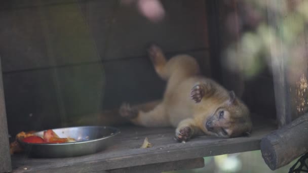 Kinkajou Suas Costas Dormindo Depois Comer Francês Guiana Potos Flavus — Vídeo de Stock