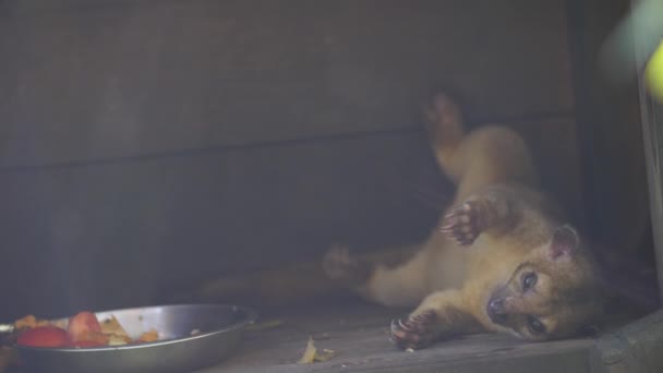 Kinkajou Sırt Üstü Fransız Guiana Hayvanat Bahçesi Patatesleri Yedikten Sonra — Stok video