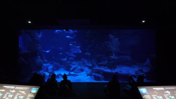 Foto Izquierda Derecha Acuario Gigante Con Gente Observando Tiburones Rayas — Vídeo de stock