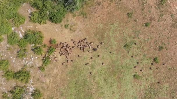 大群的狮鹫与猎鹰搏斗并吃掉了一只死了的动物 — 图库视频影像