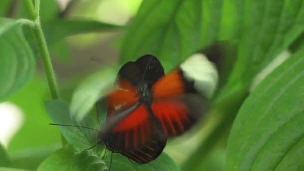 Macro Shot Butterflies Mating Leaf — Stock Video