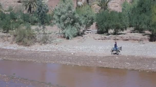Человек Верхом Осле Вдоль Реки Ait Бен Haddou Ouarzazate Провинции — стоковое видео