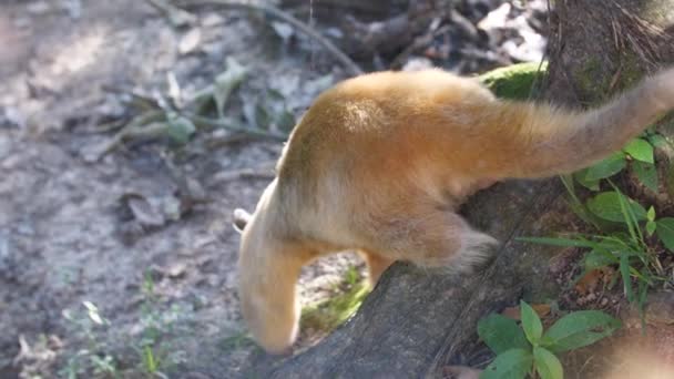 Männlicher Ameisenbär Zoo Französischer Guiana — Stockvideo