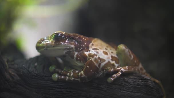 ミッション ゴールデン ツリー カエルアマゾン ミルク カエル トラキセファルス レシニフィトリクス ブランチ — ストック動画