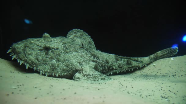 Seeteufel Seeteufel Lophius Unter Wasser Auf Sand Montpellier Meeraquarium — Stockvideo