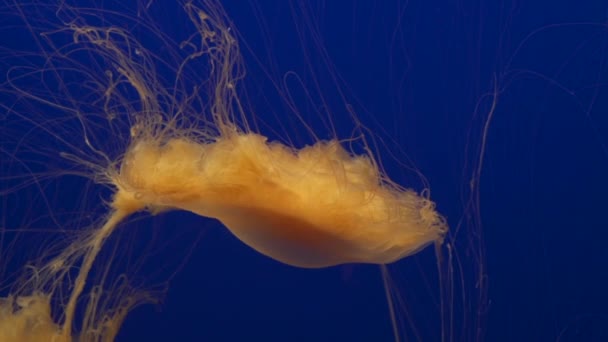 Monterey Bay Aquarium Ozean Gelees Löwen Mähne — Stockvideo