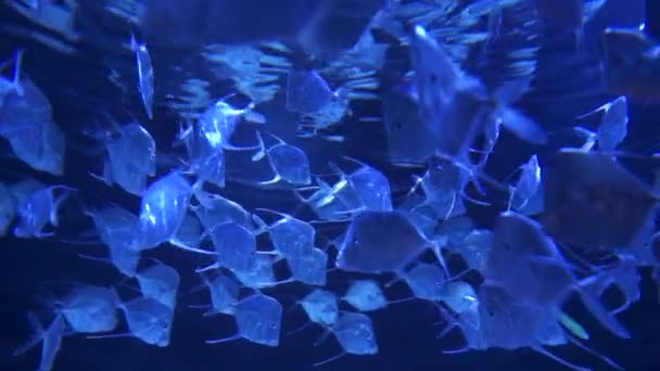 Рыбы Аквариумисты Плавают Кругу — стоковое видео