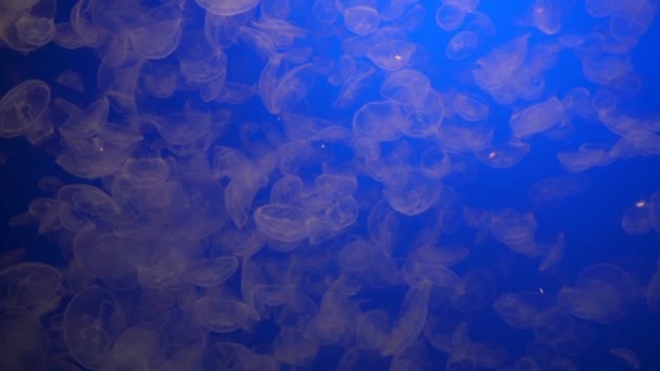 Laguna Monterey Acuario Océano Medusas Luna Medusas — Vídeo de stock