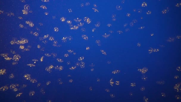 Монтерей Бей Аквариум Океан Медузы Зонтик Медузы — стоковое видео