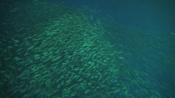 Escuela Acuario Bahía Monterey Pescado Sardina Pacífica — Vídeos de Stock