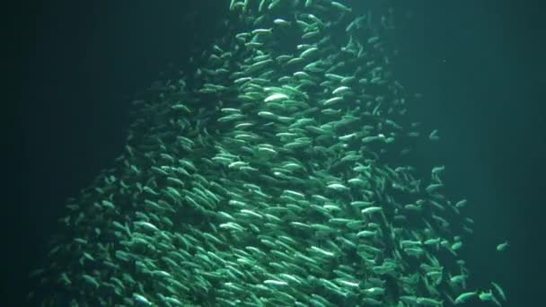 Monterey Baai Aquarium School Van Vissen Pacific Sardine — Stockvideo