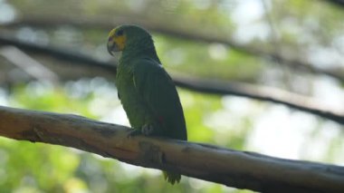 Fransız guiana Hayvanat Bahçesi 'nde bir dalda muhabbet kuşu.