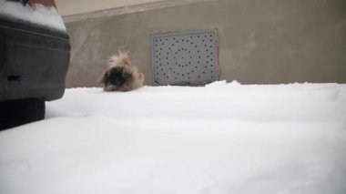 Pekin köpeği Montpellier Fransa 'da karlı bir kaldırımda zıplıyor.