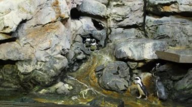 Yapay bir çevre hayvanat bahçesi parkındaki penguenler hayvanları koruyor.