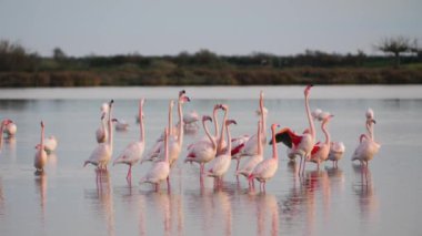 Pembe flamingolar kur yaparken kanatlarını gösteriyorlar Fransa Kamp Parkı göleti