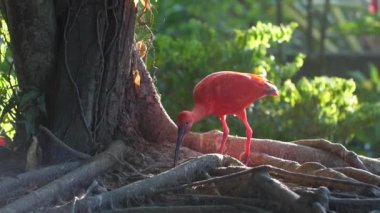 Fransız guiana 'sında kırmızı aynak.