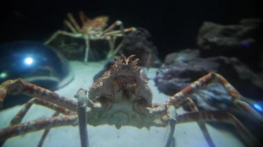 Yuvarlak bir akvaryumda örümcek yengeçleri Montpellier thomisidae