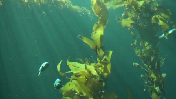 Monterey Bay Aquarium Underwater Ray Light — Stock Video