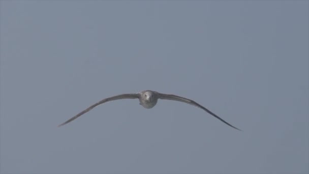 Monterey Bay Bird Vliegen Slow Motion — Stockvideo