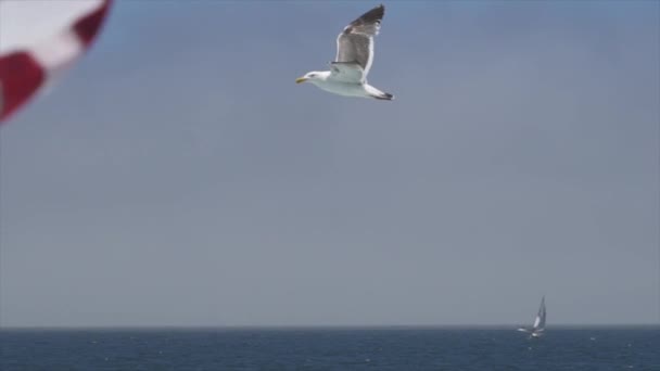 Pájaro Bahía Monterey Ondeando Cámara Lenta Con Nosotros Bandera — Vídeo de stock