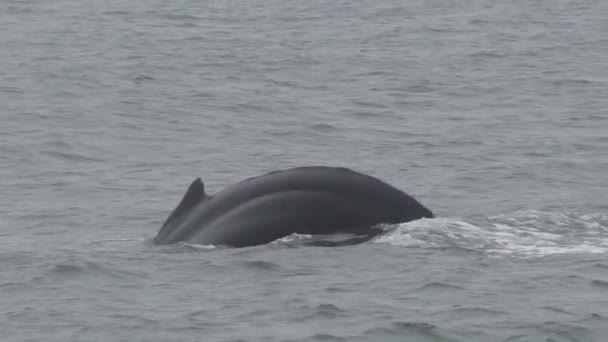 海中的蒙特里湾座头鲸 — 图库视频影像