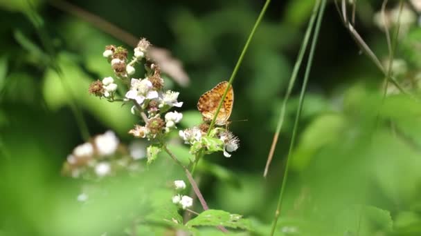 Narancs Argynis Pillangó Erdőben — Stock videók