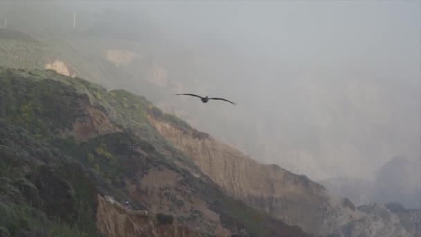 蒙特里湾加拉帕塔州立公园海滩鸟慢动作飞行 — 图库视频影像