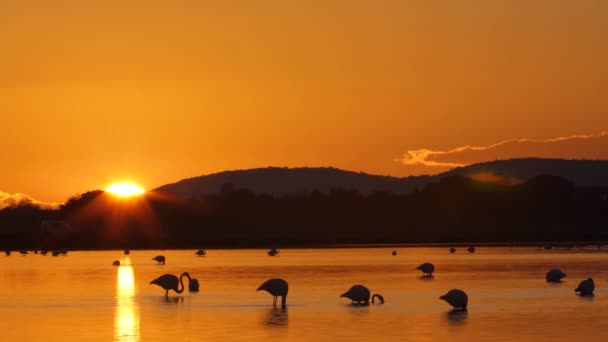 Pôr Sol Laranja Silhuetas Flamingos Sobre Uma Lagoa França Câmera — Vídeo de Stock