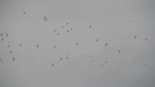 Binlerce Kuş Gökyüzünde Uçuyor — Stok video