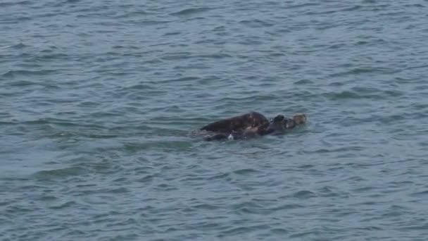 Monterey Bay Swimming Couple Seals — Stock Video