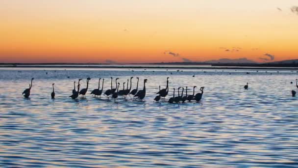 Phoenicopterus Roseus Rosa Flamingos Silhouetten Fuß Einem Barriereteich Sonnenuntergang Frankreich — Stockvideo