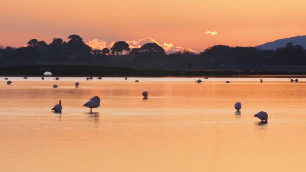 Różowe Flamingi Jedzące Śpiące Podczas Zachodu Słońca Stawie Ochronnym — Wideo stockowe