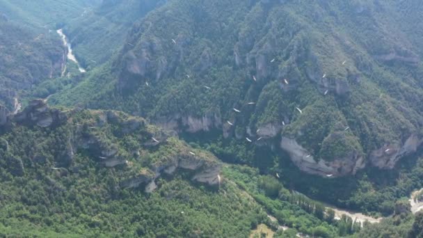 Zeldzame Zwerm Gieren Kloven Tar Prachtige Canyon Rivier Frankrijk Aveyron — Stockvideo