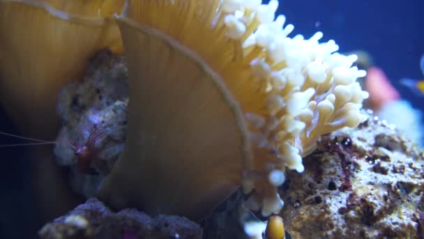 Κόκκινη Γαρίδα Ανεμώνη Και Clownfish Ένα Ενυδρείο — Αρχείο Βίντεο