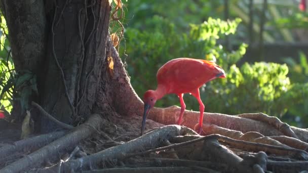 Κόκκινο Κόκκινο Ibis Στη Γαλλική Γουιάνα — Αρχείο Βίντεο