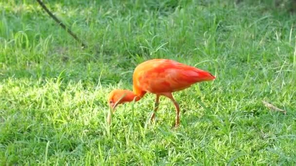 Червоний Ібіс Їсть Траві Французький Зоопарк Гвіана — стокове відео