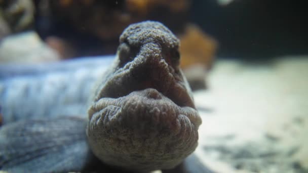 Scary Seawolf Face Eyes Looking Camera Atlantic Wolffish Sea Cat — Stock Video