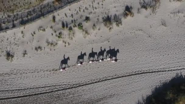 Sombra Cavalos Andando Areia Durante Passeio França — Vídeo de Stock