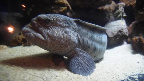 Sideway View Wolf Eel Devil Fish Atlantic Wolffish Aquarium — Stock Video