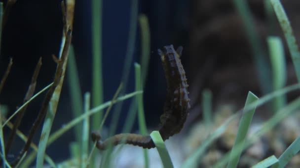 Seepferdchen Hippocampus Mit Schwanz Auf Seegras Fixiert Nahaufnahme — Stockvideo