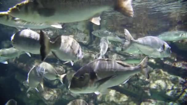 Câmera Lenta Peixes Grandes Aquário Com Rochas Montpellier Fundo — Vídeo de Stock