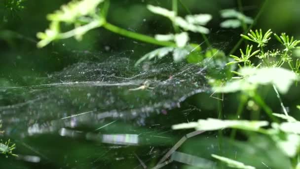 Telaraña Con Una Araña Esperando Verde Bosque Lorraine Francia — Vídeos de Stock