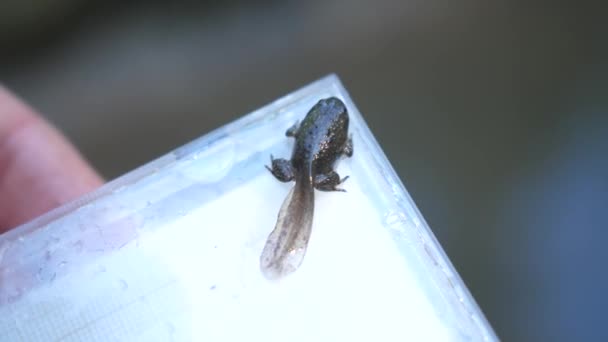 Tadpole Yellow Bellied Toad Case — Stock Video